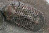 Pair Of Large Struveaspis Trilobite - Jorf, Morocco #235697-1